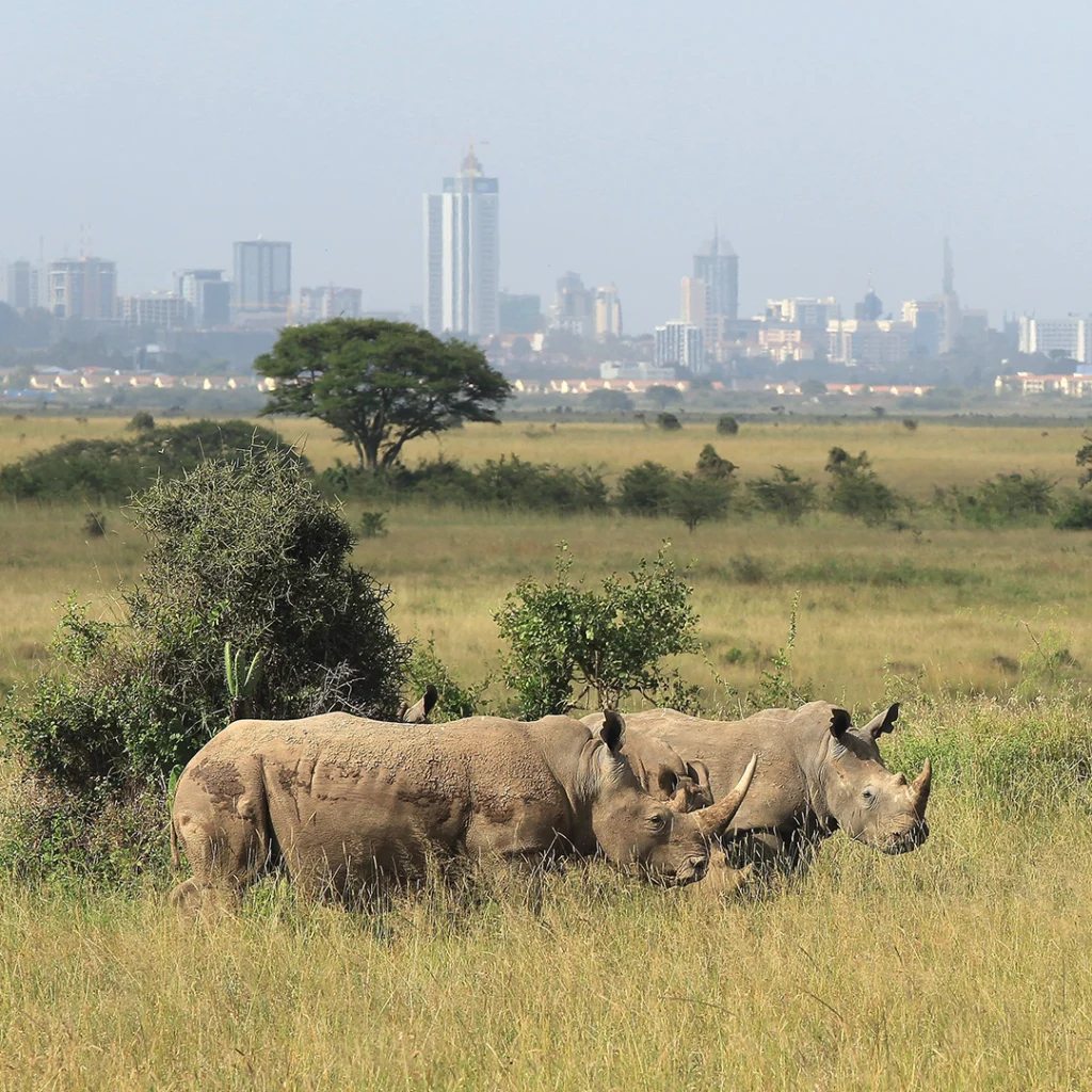 Rhinos at Nairobi National Park