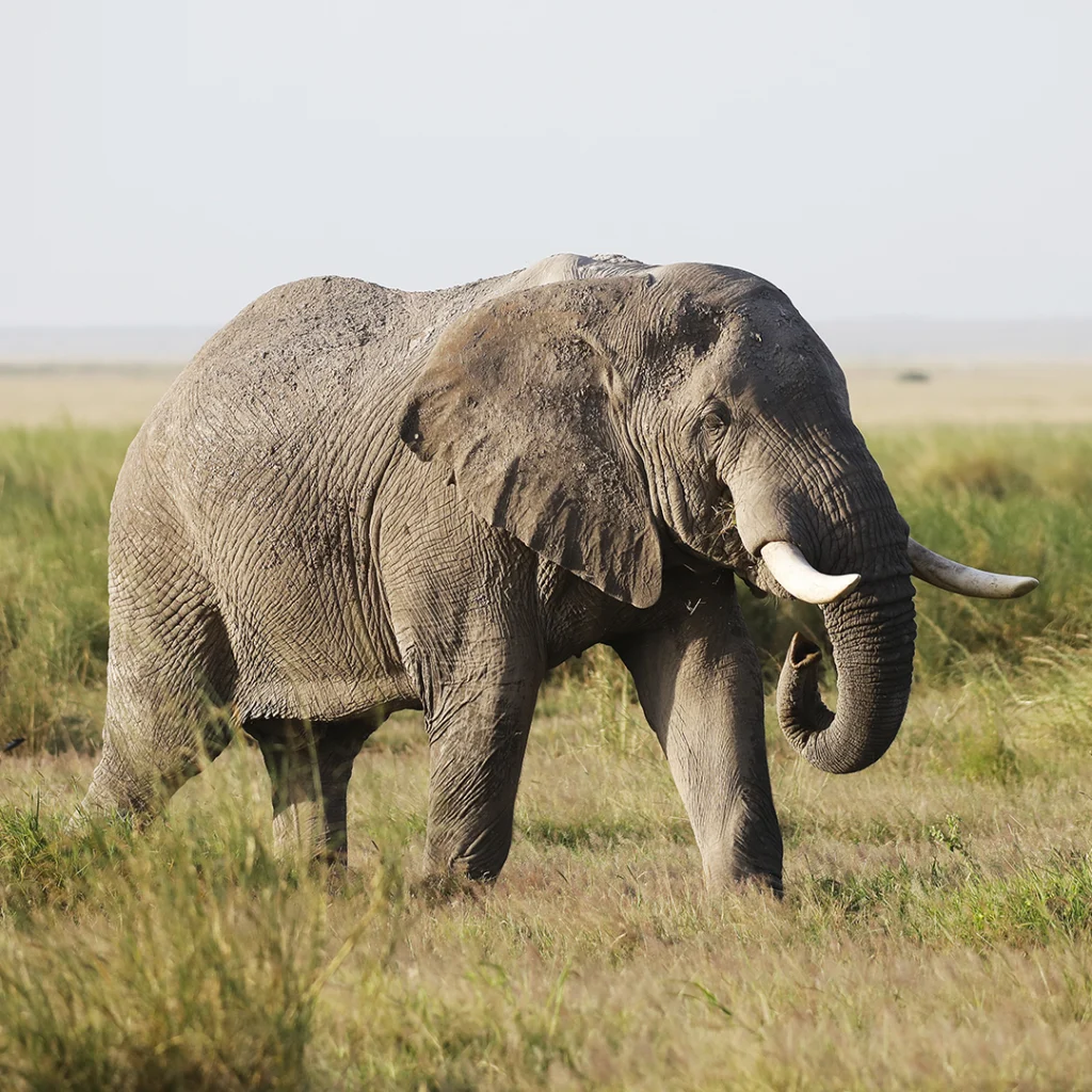 Big Elephant in Amboseli