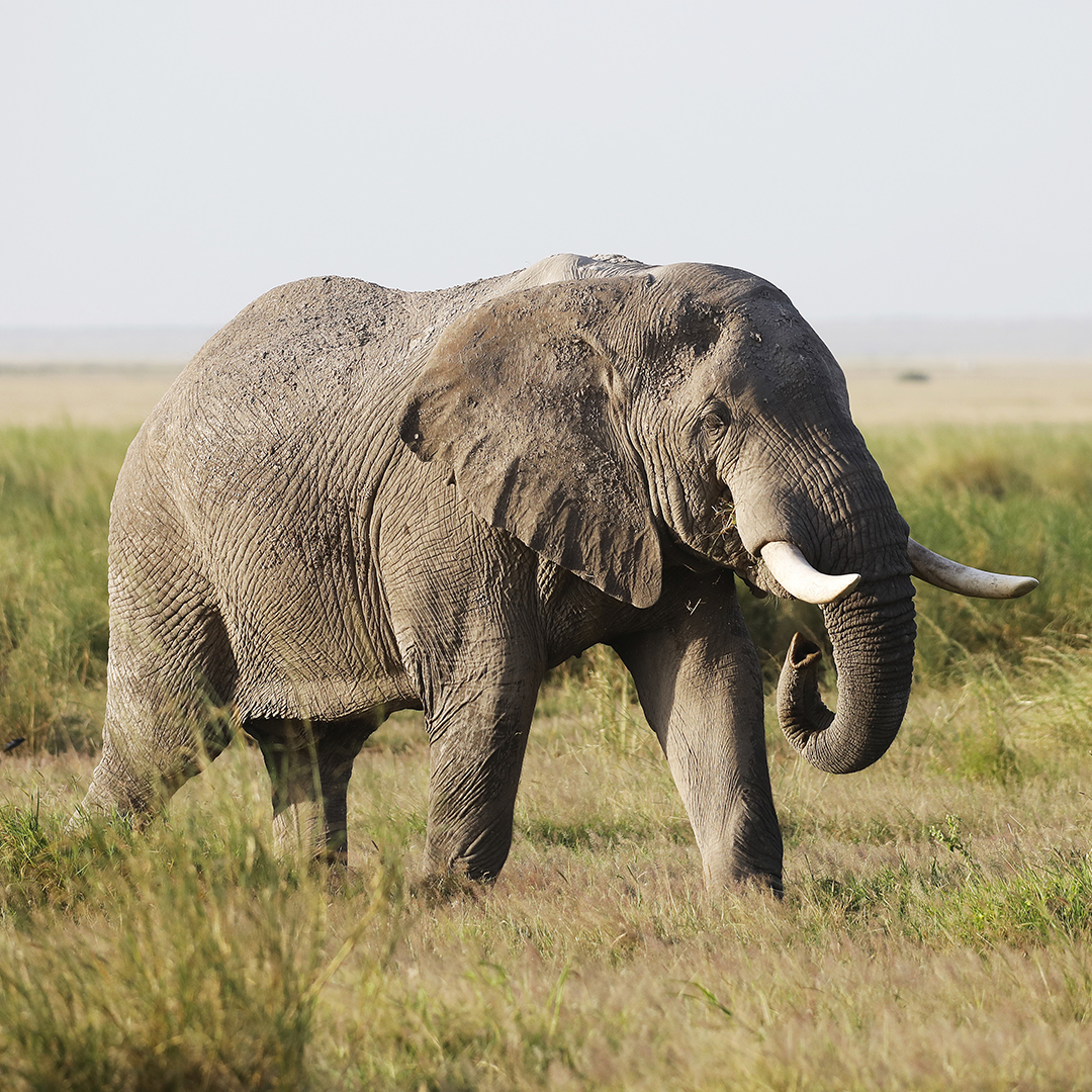 Big Elephant in Amboseli