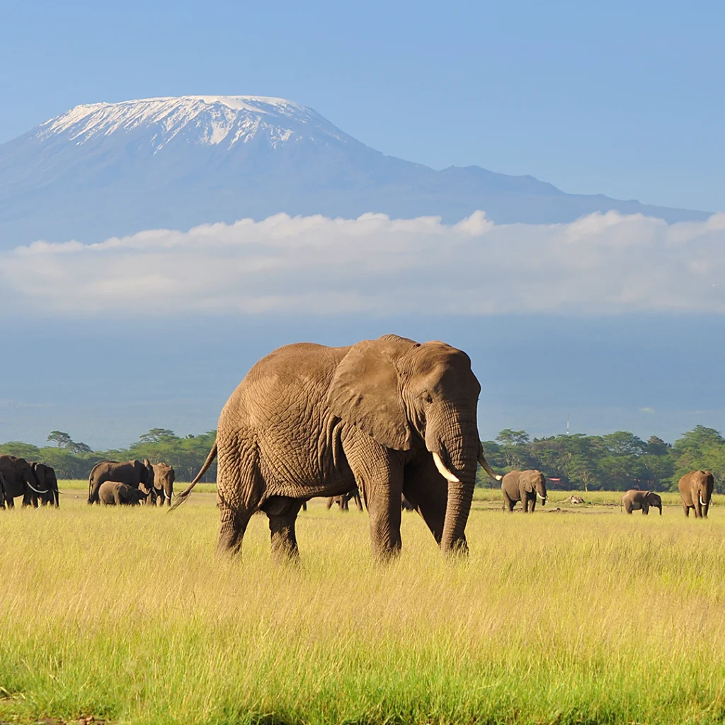 Elelphants at Amboseli. Mt. Kilimanjaro in the Background