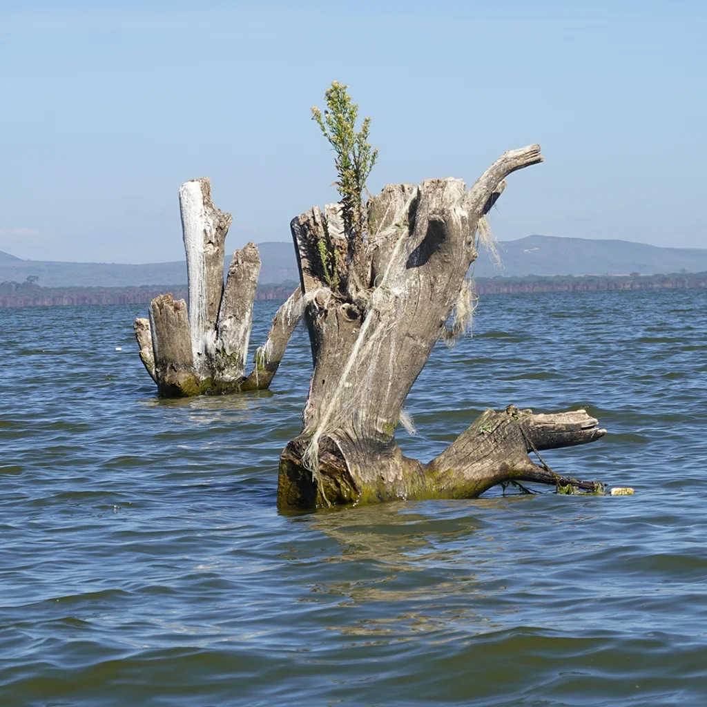 Lake Naivasha