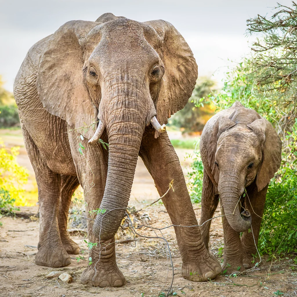 Elephant and Calf