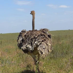 Ostrich at Nairobi National Park