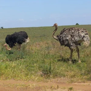 Ostrich at The Nairobi National Park