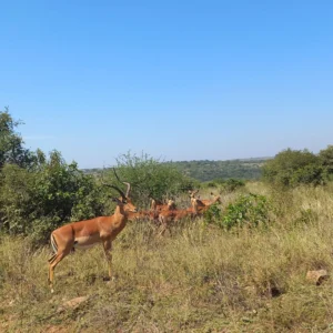 Antelopes at the Nairobi National Park