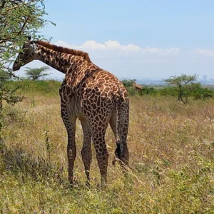 Giraffe Eating Twigs at The Nairobi National Park