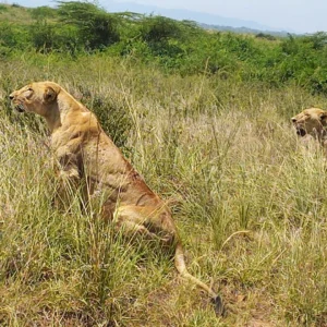 Lions at Nairobi National Park