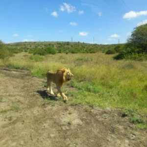 Lion at Nairobi National Park