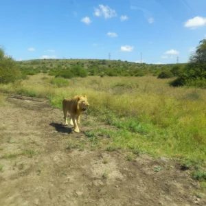 Male Lion at the Nairobi National Park