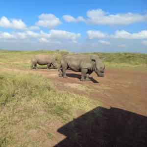 White Rhinos at Nairobi National Park