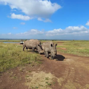 White Rhinos at Nairobi National Park