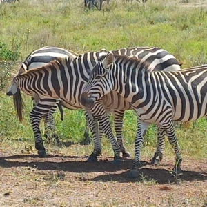 Zebras at the Nairobi National Park